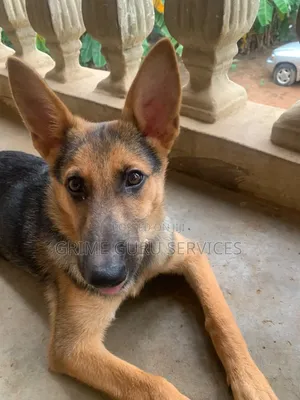 3-6 months Female Purebred German Shepherd