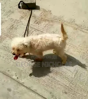 3-6 months Male Purebred Lhasa Apso