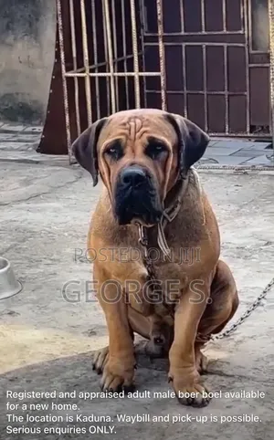 1+ year Male Purebred Boerboel