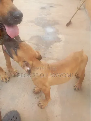 3-6 months Male Purebred Boerboel