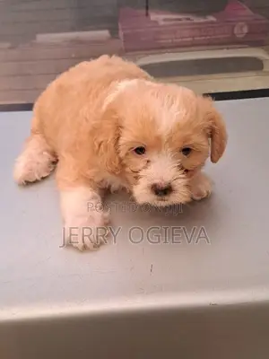 1-3 months Female Purebred Lhasa Apso