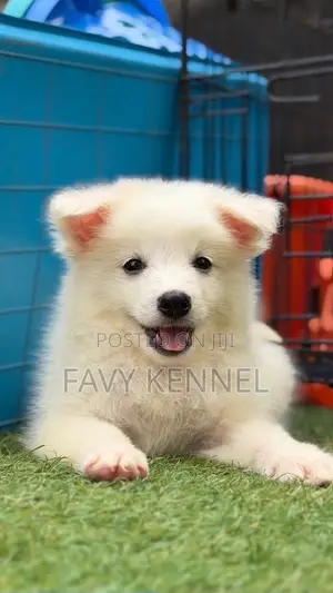 1-3 months Female Purebred American Eskimo