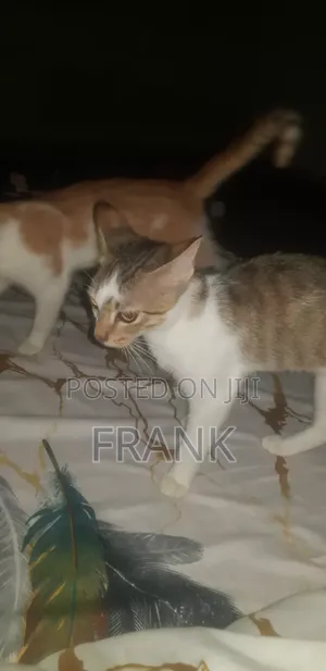3-6 months Male Purebred American Shorthair