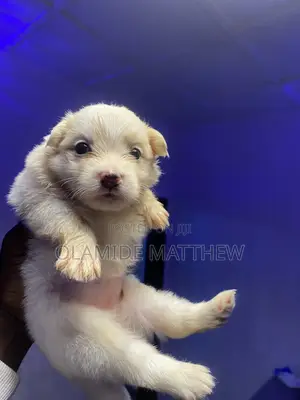 0-1 month Female Purebred American Eskimo