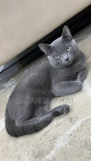 6-12 months Male Mixed Breed Russian Blue