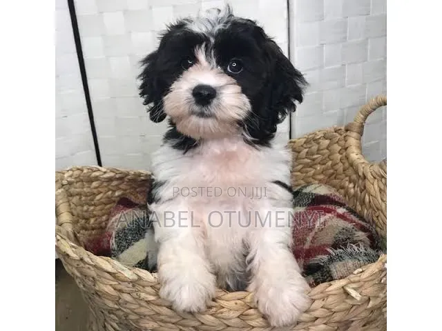 3-6 months Female Mixed Breed Lhasa Apso