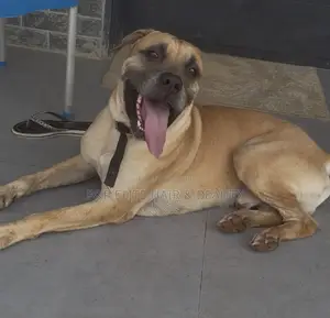 6-12 months Male Purebred Boerboel