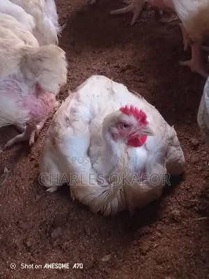 Matured Chicken for Sale