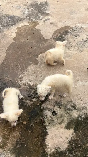 1-3 months Male Purebred American Eskimo