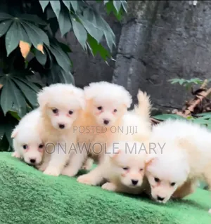 0-1 month Female Purebred American Eskimo