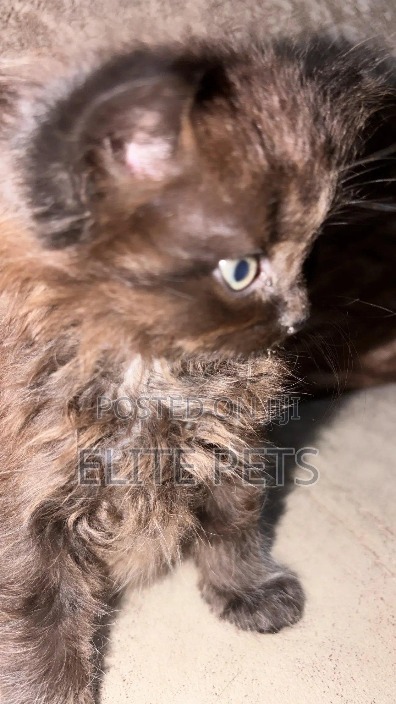 1-3 months Male Purebred Persian