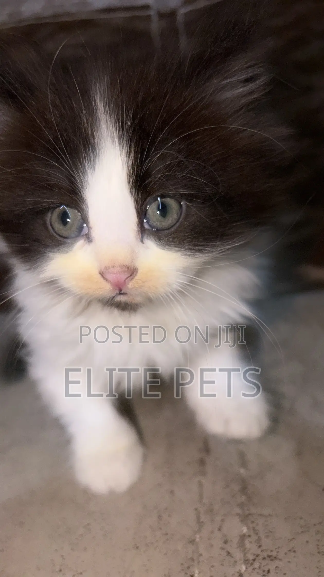 1-3 months Male Purebred Persian