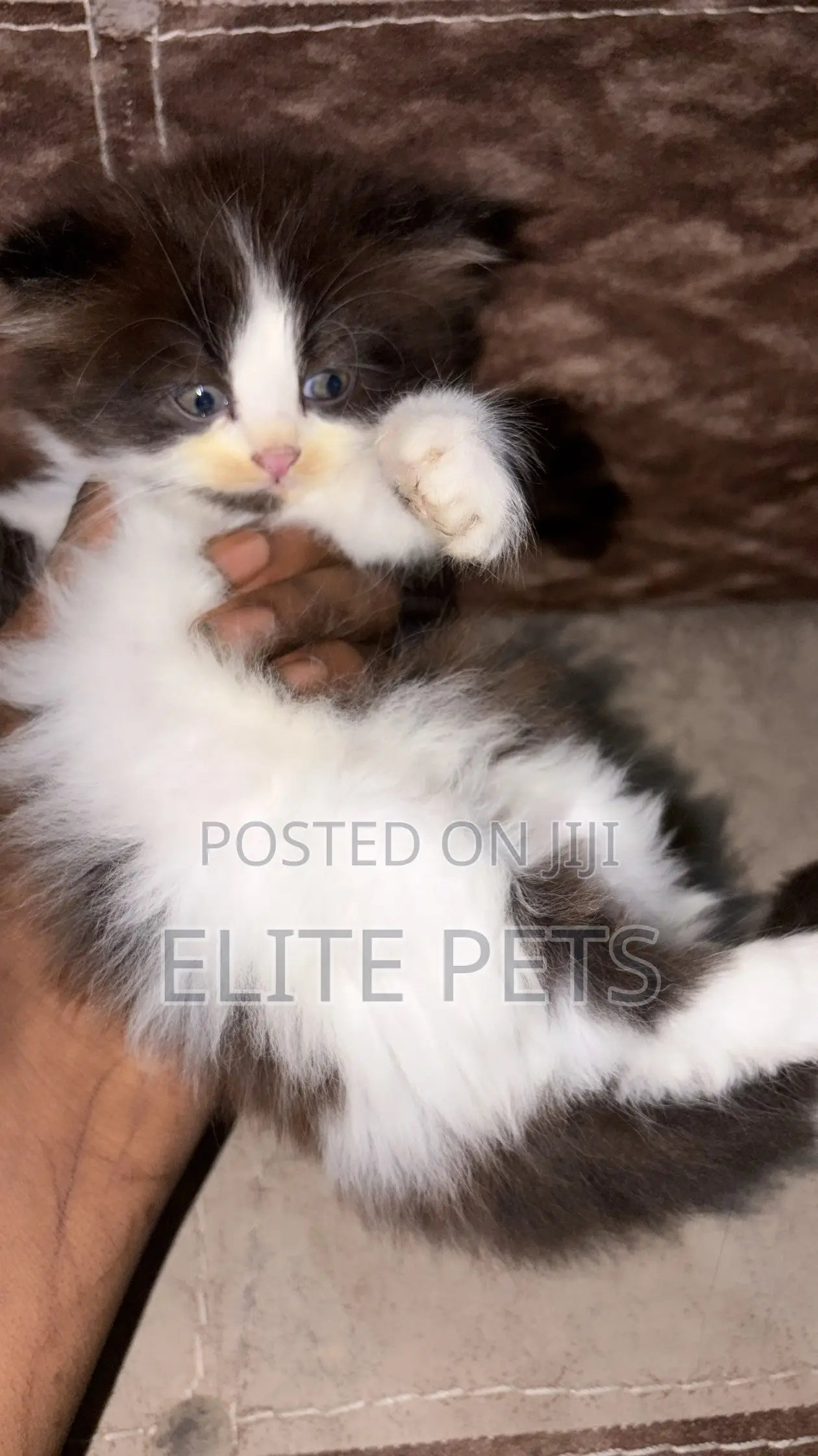 1-3 months Male Purebred Persian