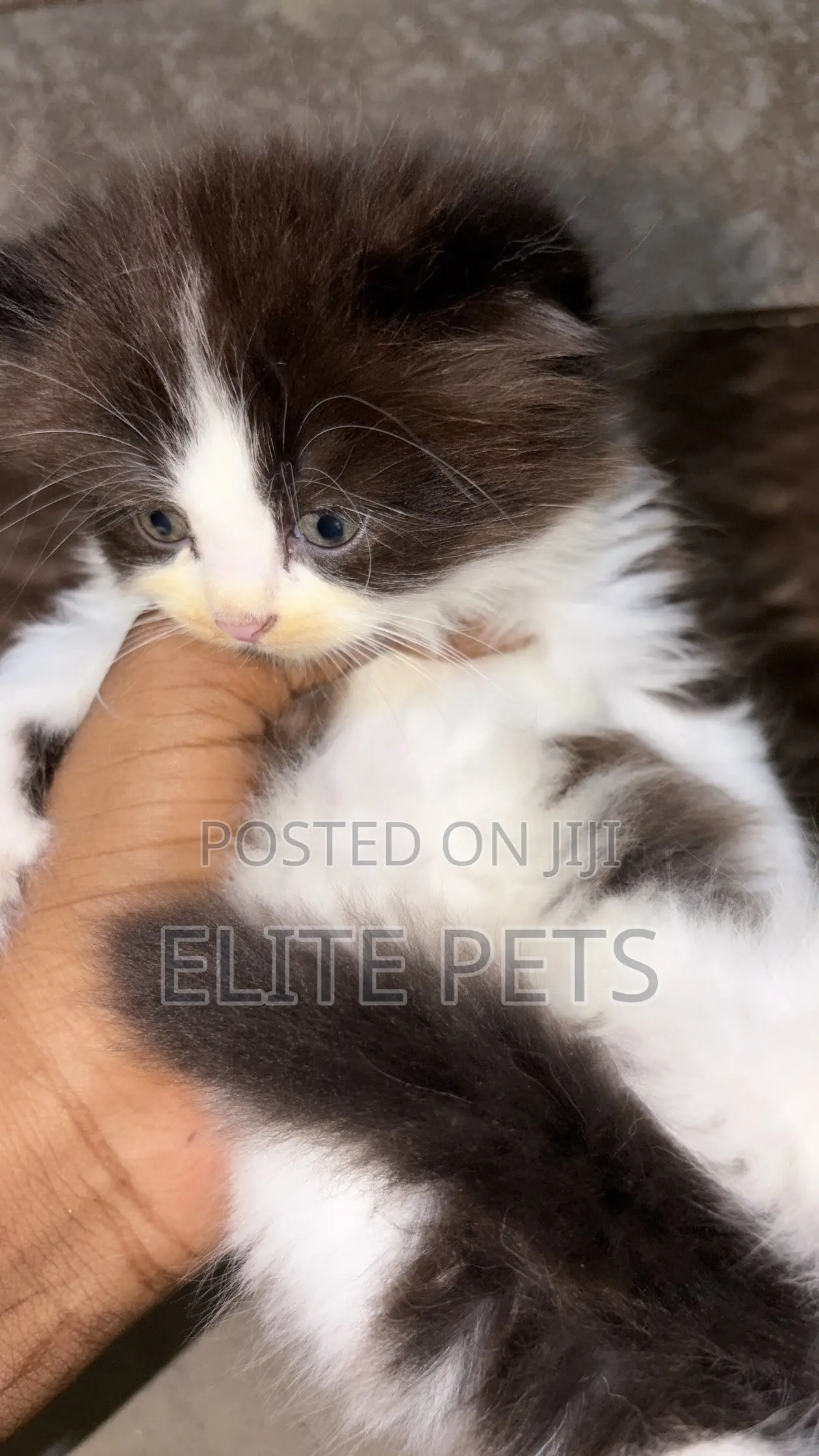 1-3 months Male Purebred Persian