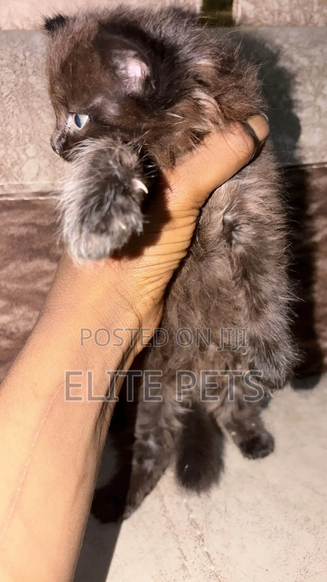 1-3 months Male Purebred Persian