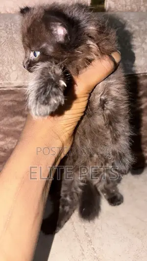 1-3 months Male Purebred Persian