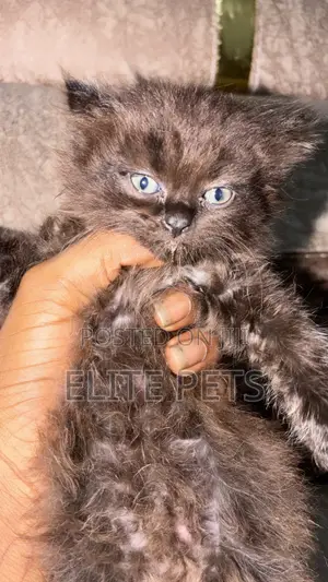 1-3 months Male Purebred Persian