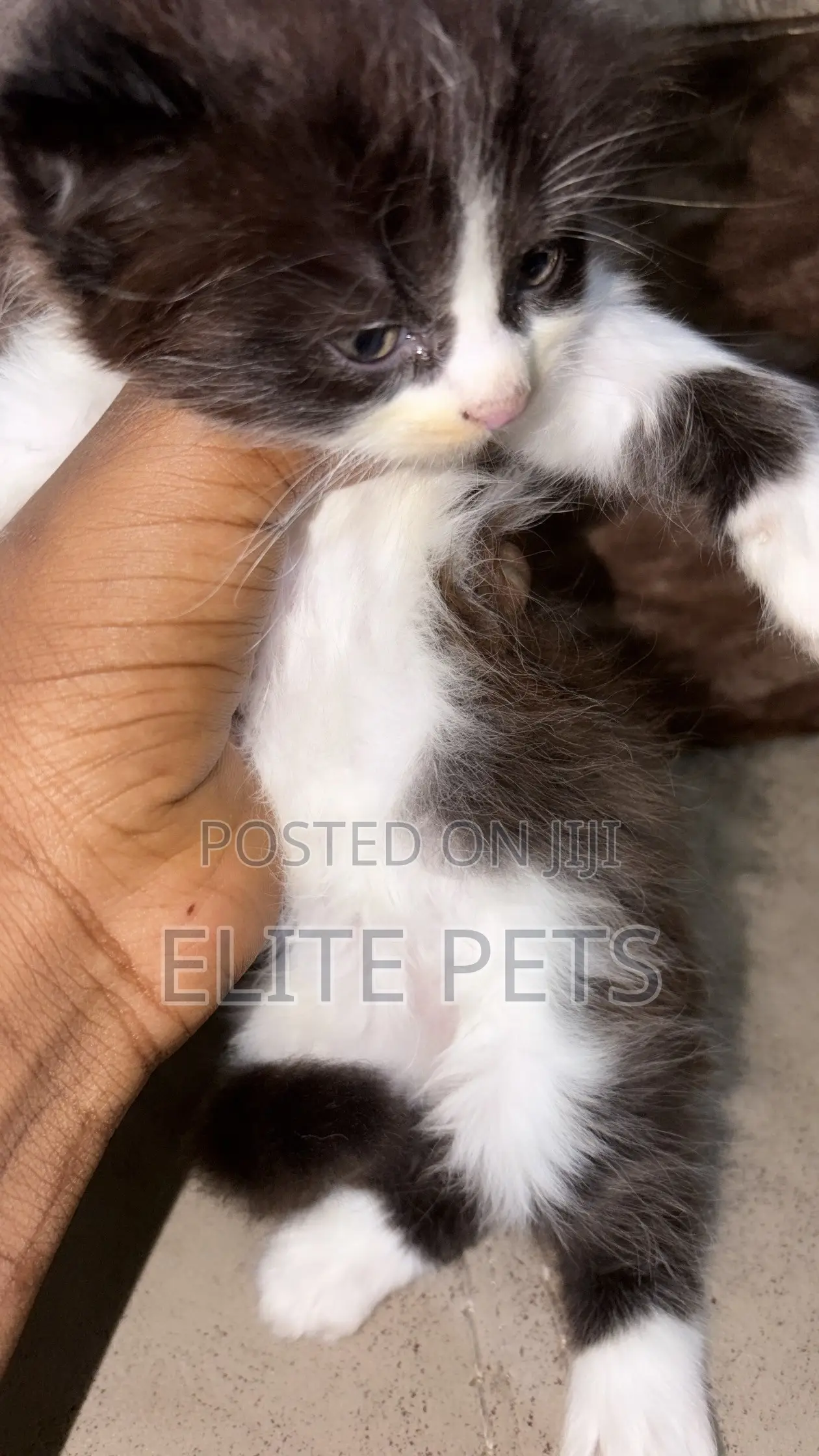 1-3 months Male Purebred Persian