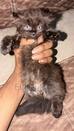 1-3 months Male Purebred Persian