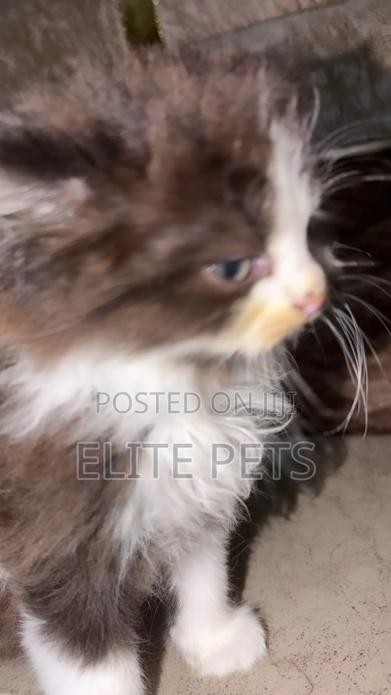 1-3 months Male Purebred Persian