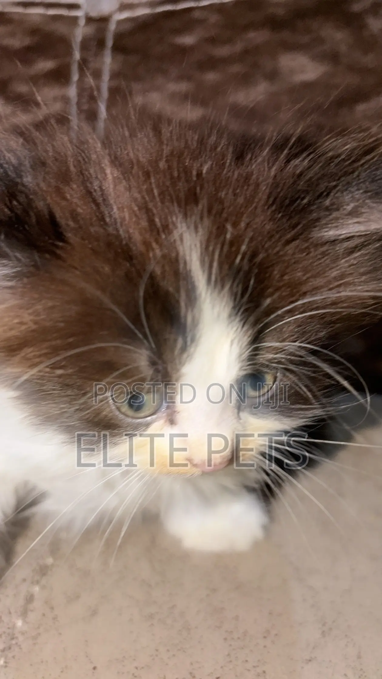 1-3 months Male Purebred Persian