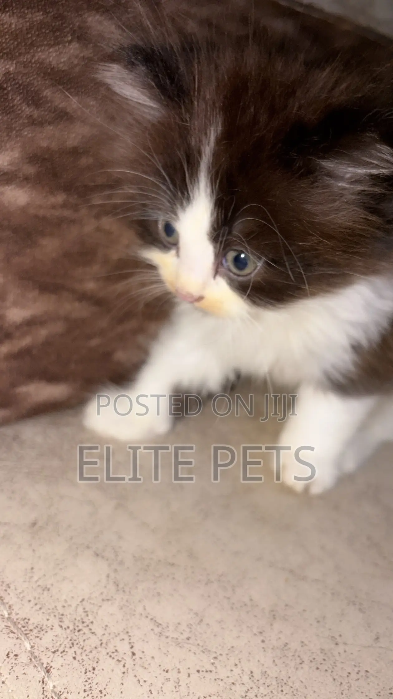 1-3 months Male Purebred Persian