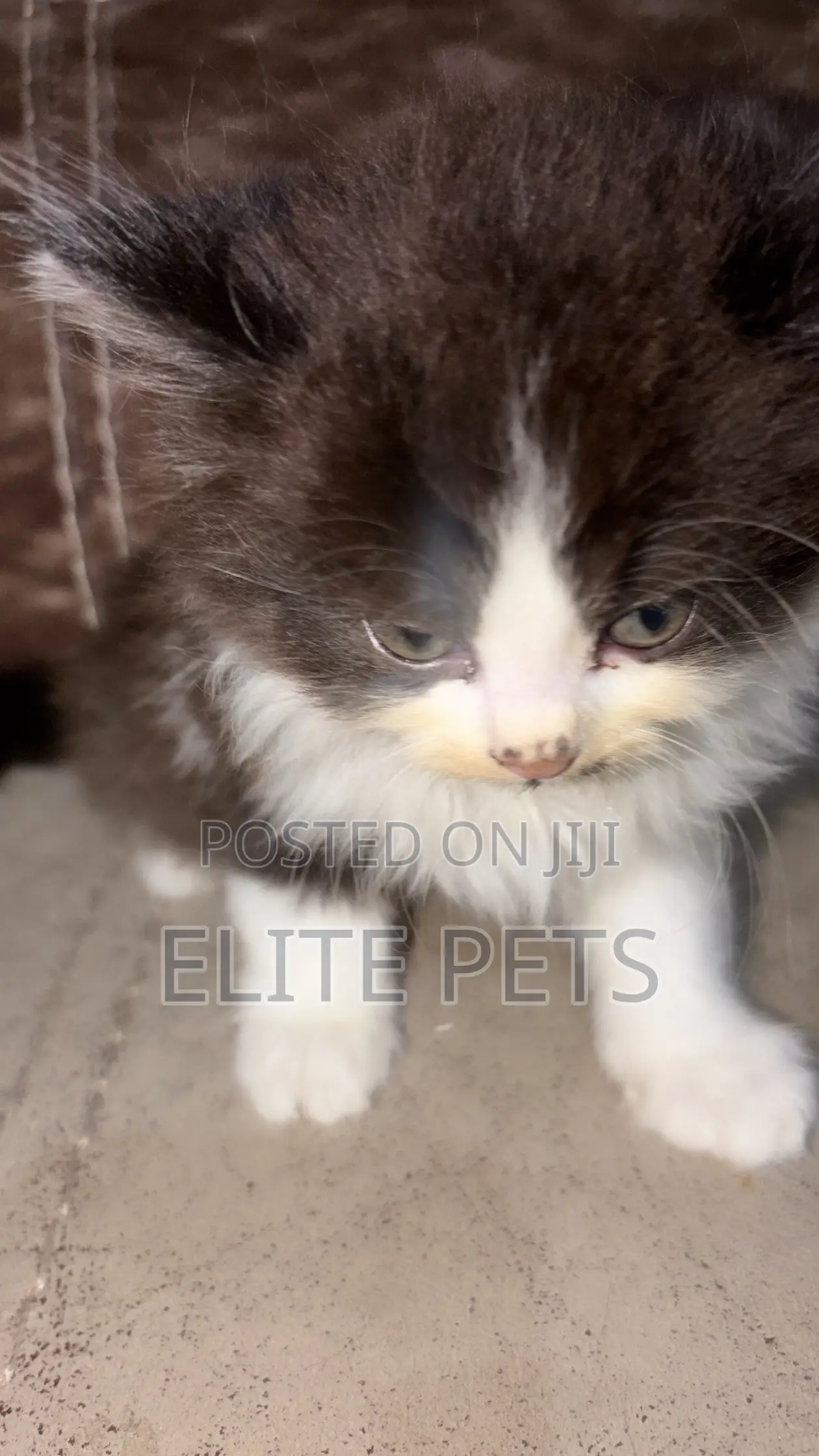 1-3 months Male Purebred Persian