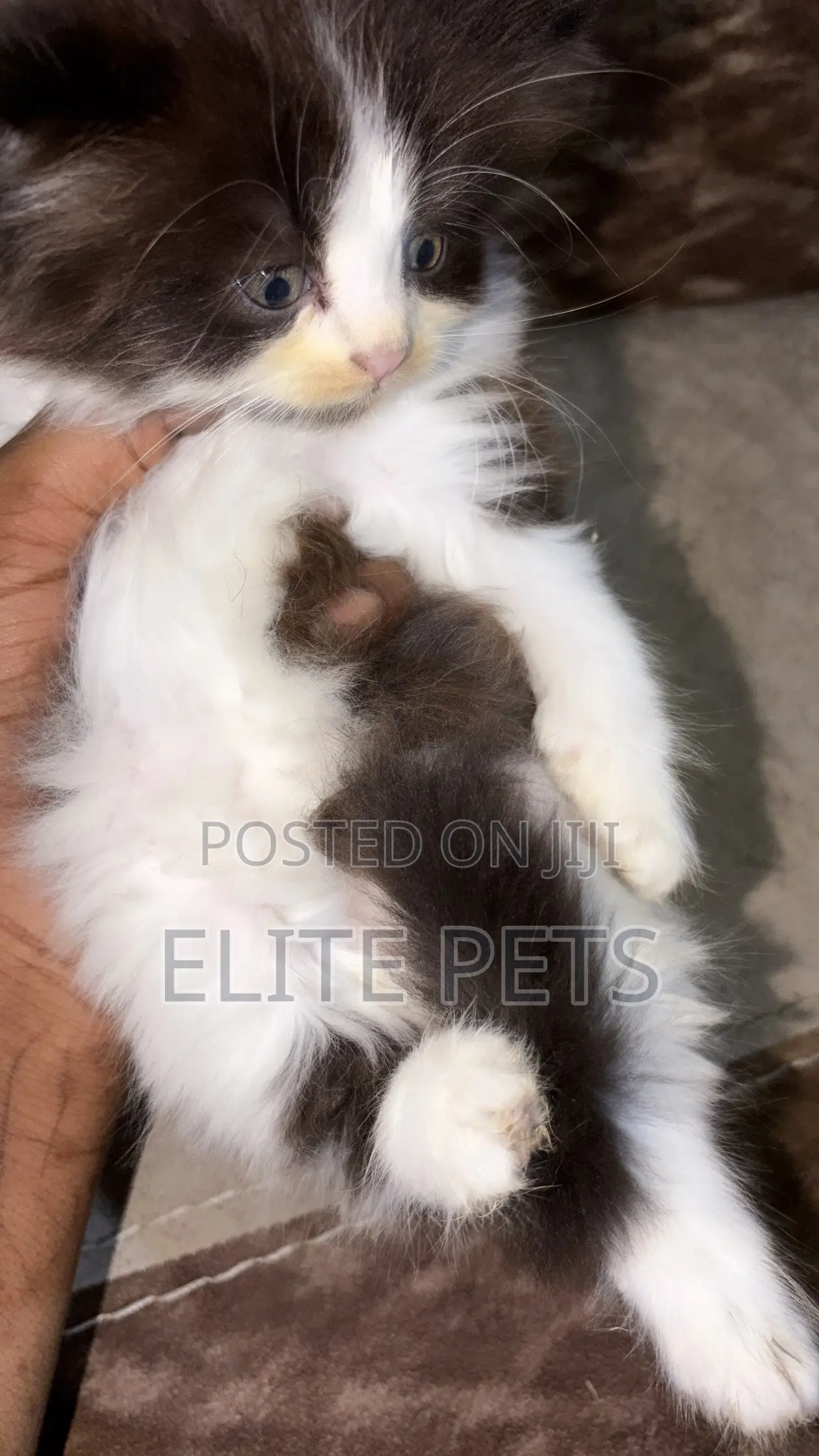 1-3 months Male Purebred Persian