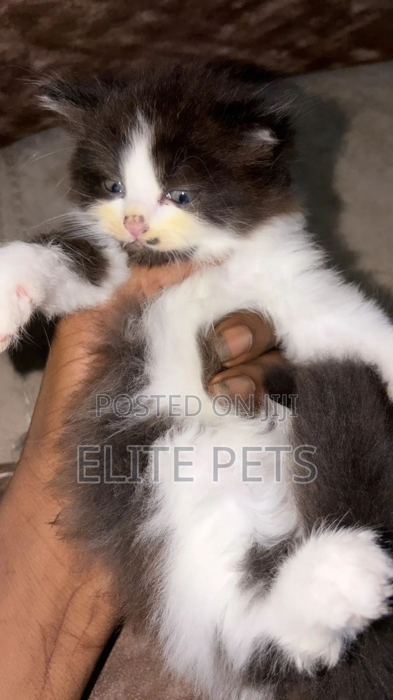1-3 months Male Purebred Persian