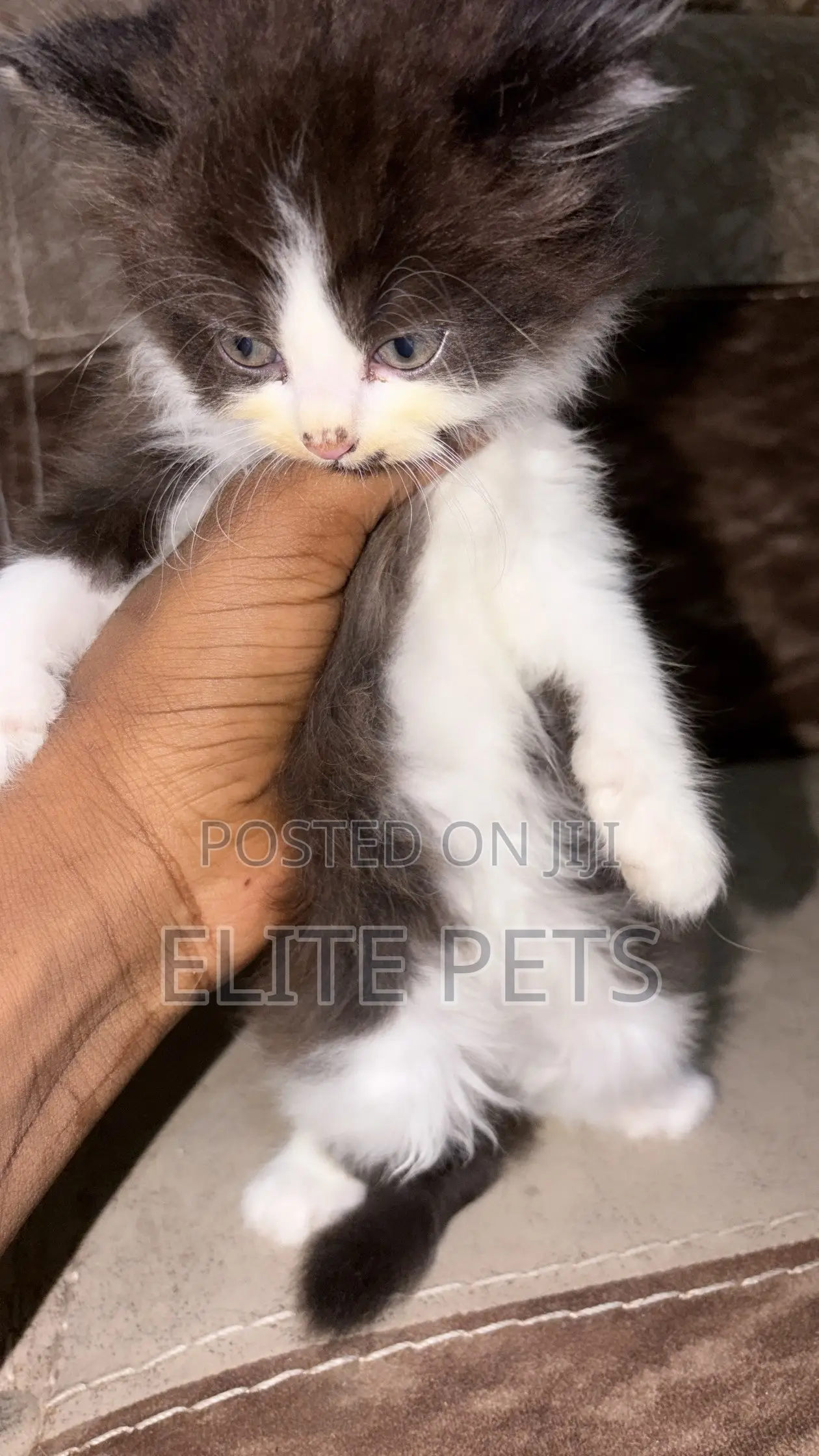 1-3 months Male Purebred Persian