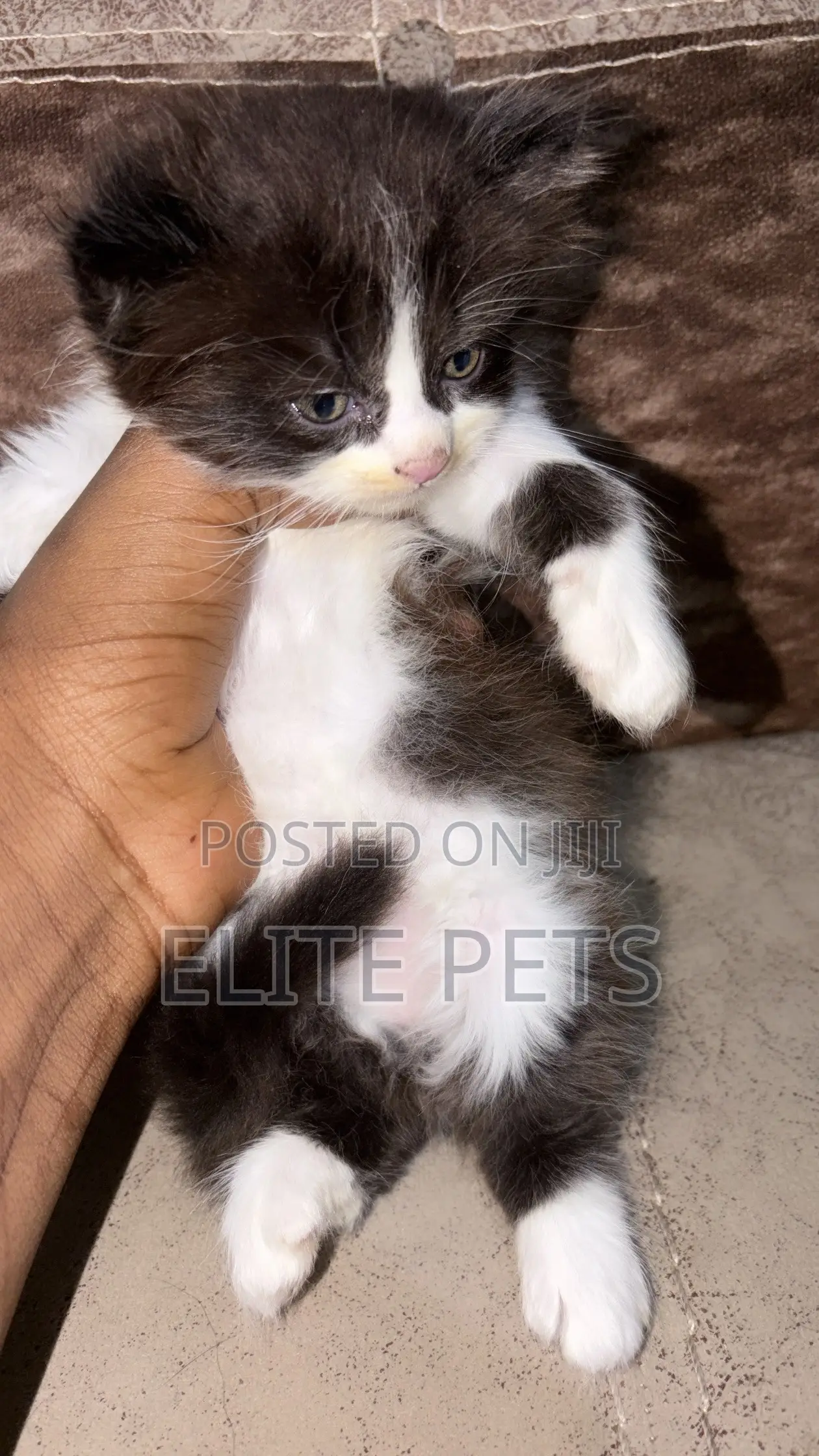 1-3 months Male Purebred Persian