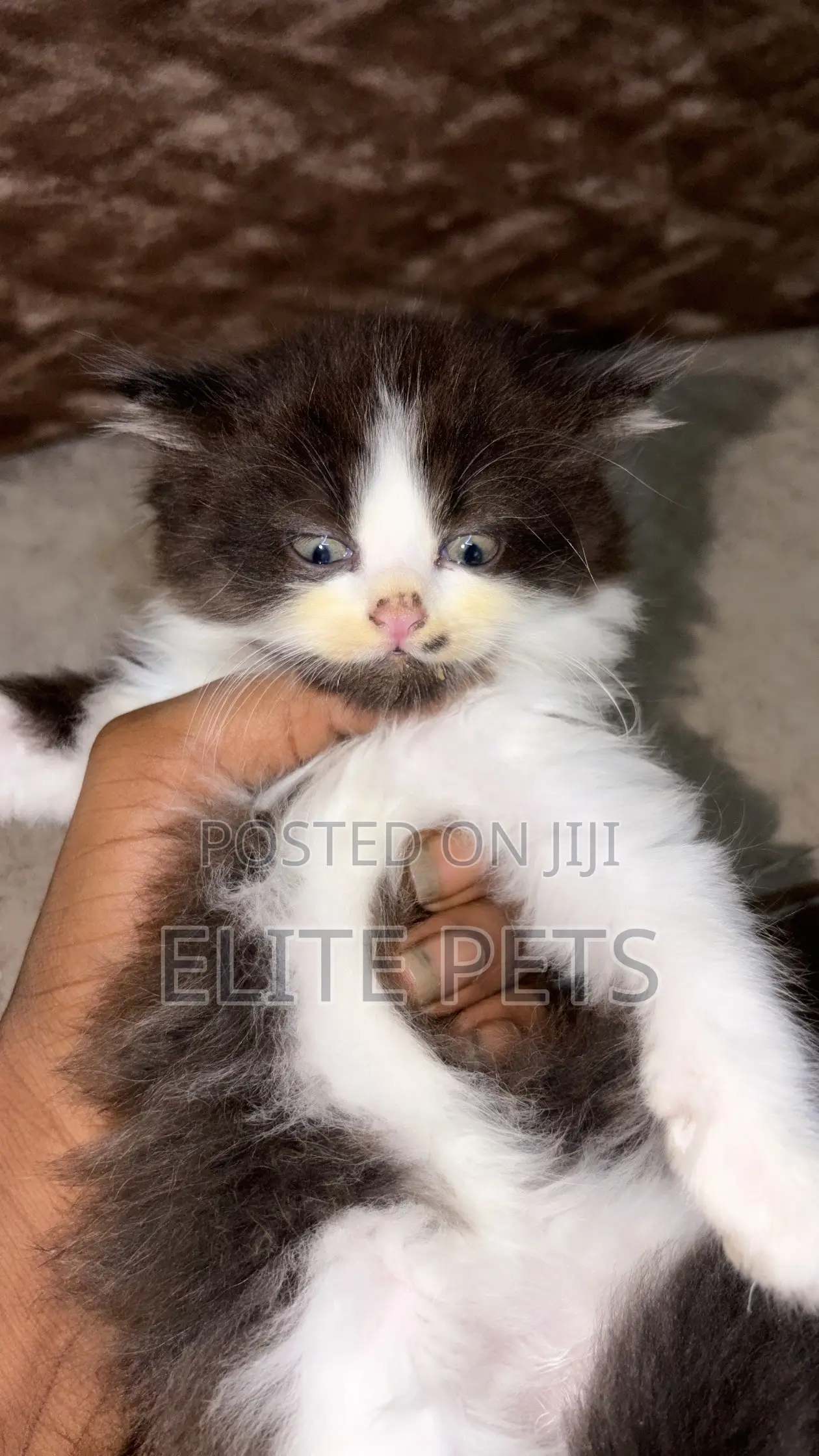 1-3 months Male Purebred Persian