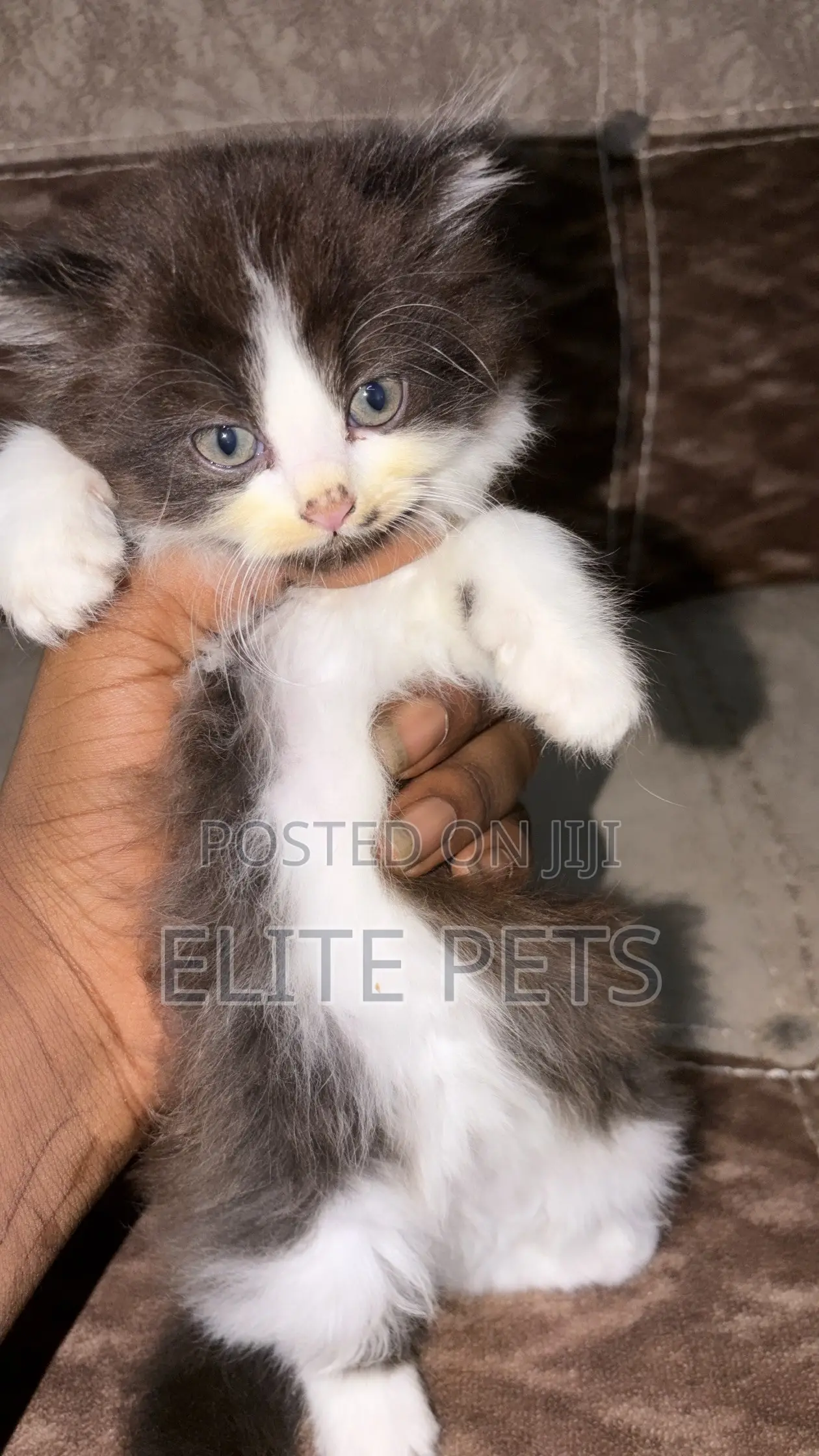 1-3 months Male Purebred Persian