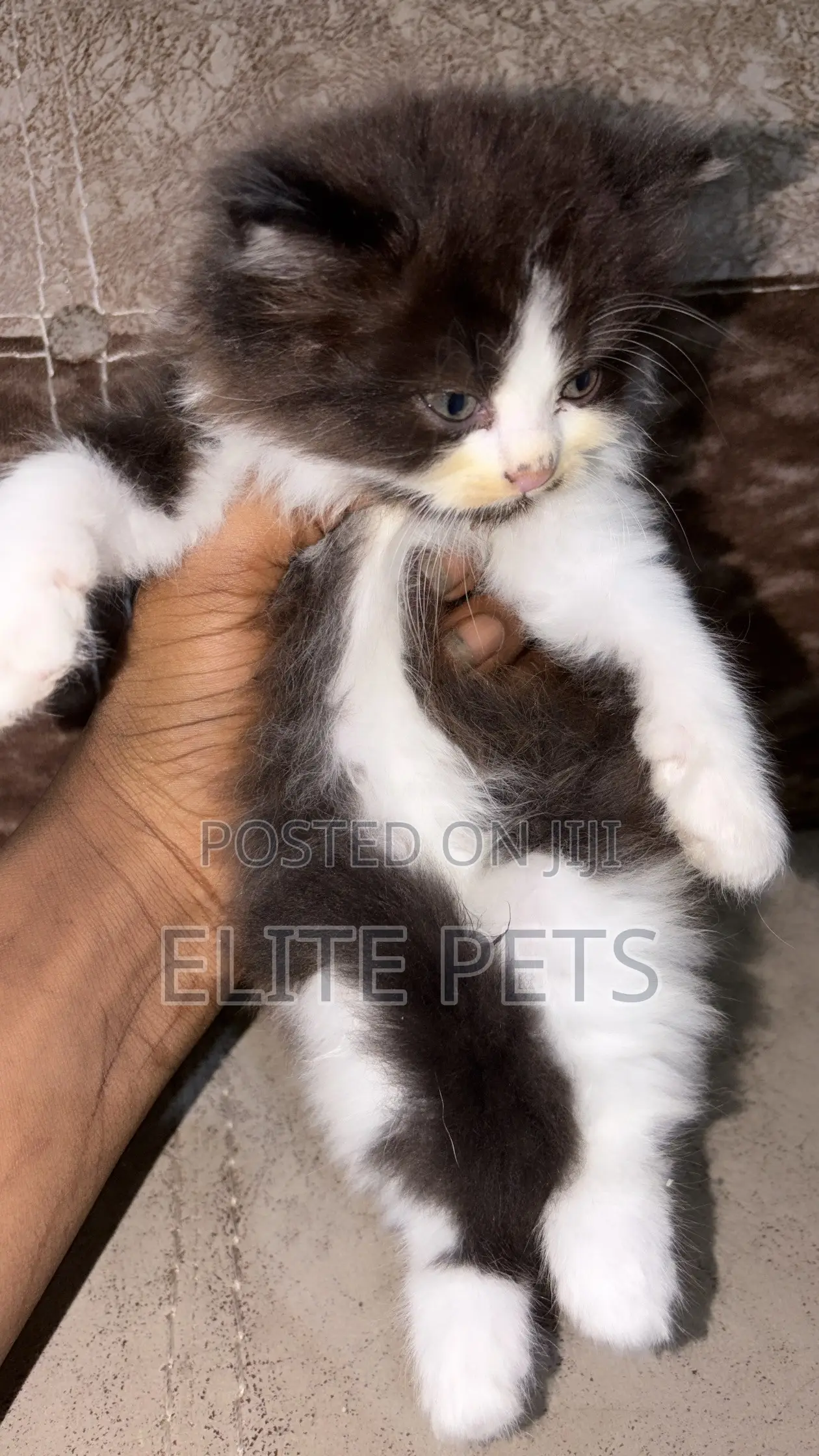 1-3 months Male Purebred Persian