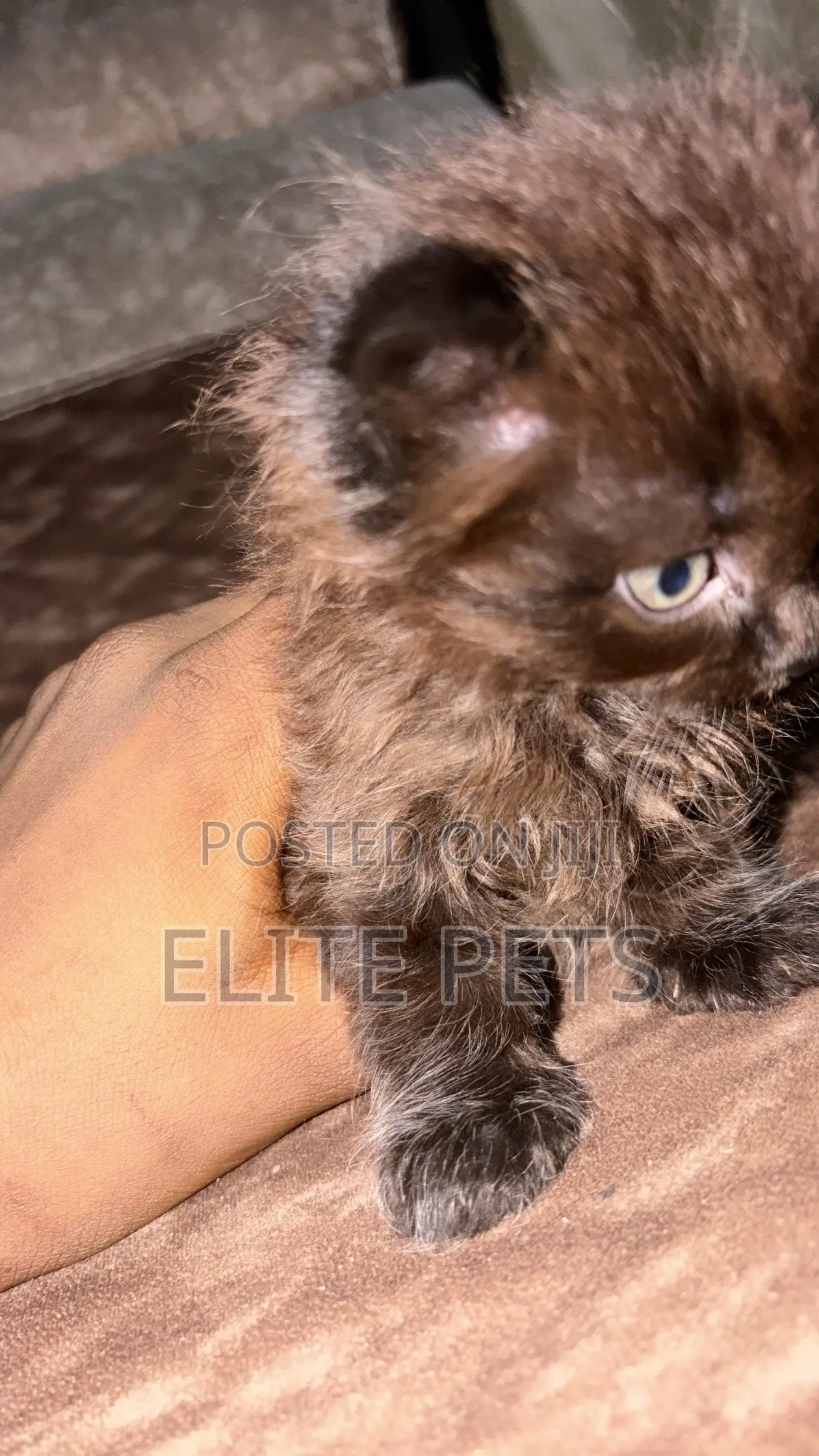 1-3 months Male Purebred Persian