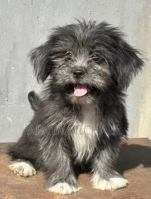 1-3 months Female Purebred Lhasa Apso
