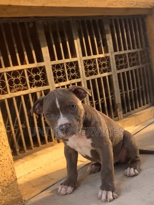 1-3 months Female Purebred American Bully