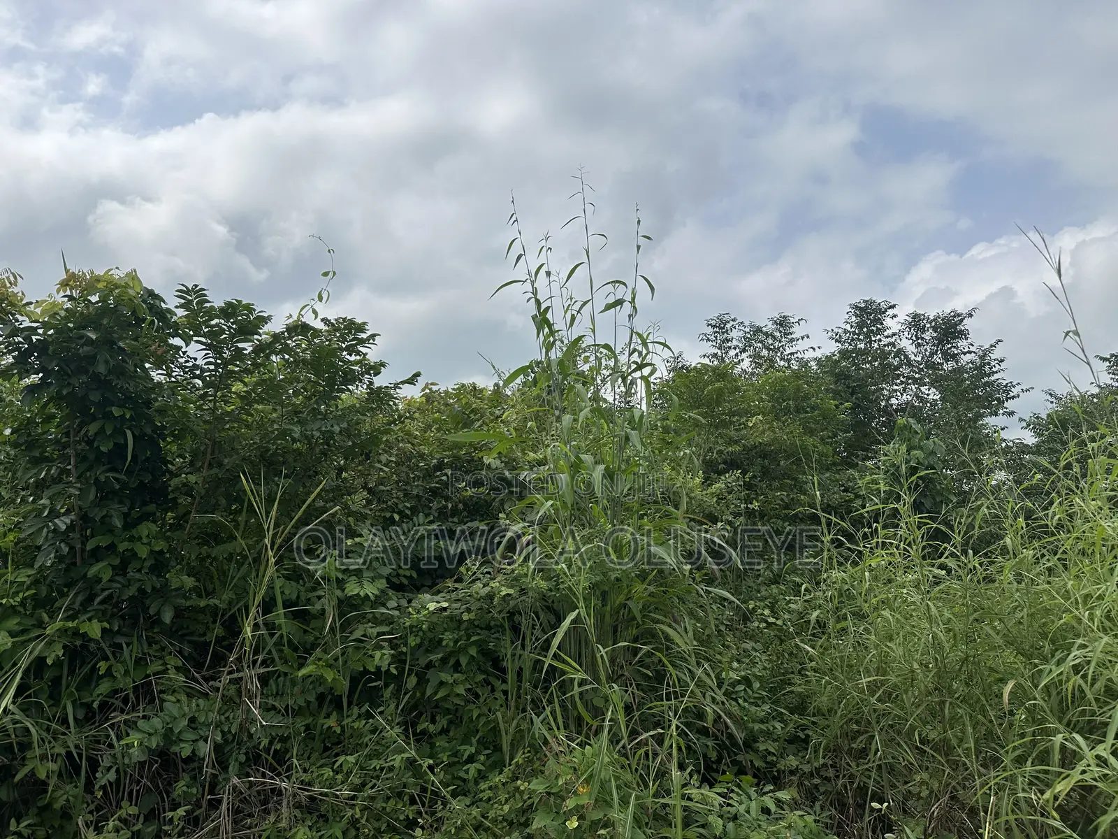 Affordable Land for Farming in Ogun State, Nigeria
