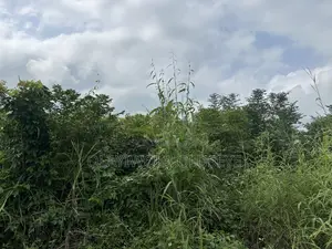 Affordable Land for Farming in Ogun State, Nigeria