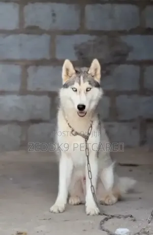 6-12 months Male Purebred Siberian Husky