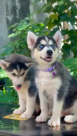 1-3 months Male Purebred Siberian Husky