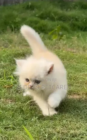 1-3 months Female Purebred Persian