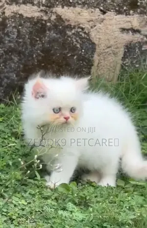 1-3 months Male Purebred Persian