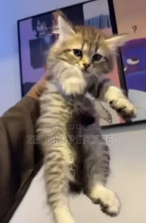 1-3 months Female Purebred Persian