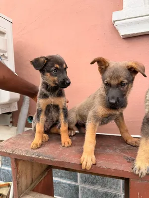1-3 months Male Purebred German Shepherd
