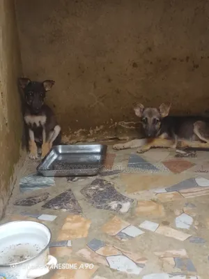 1-3 months Male Purebred German Shepherd