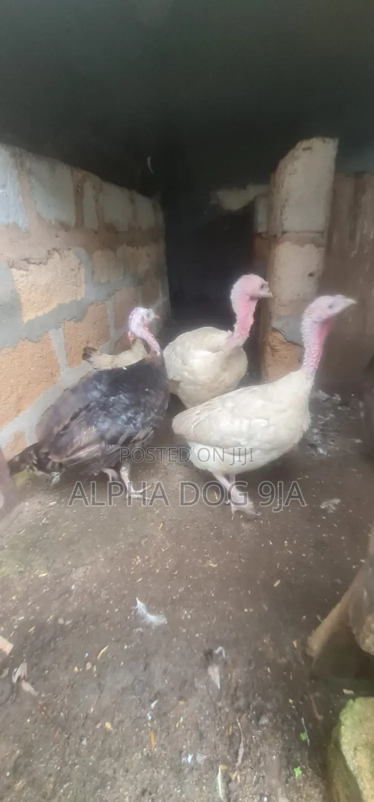 Turkey Available