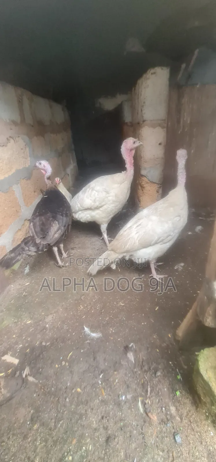 Turkey Available
