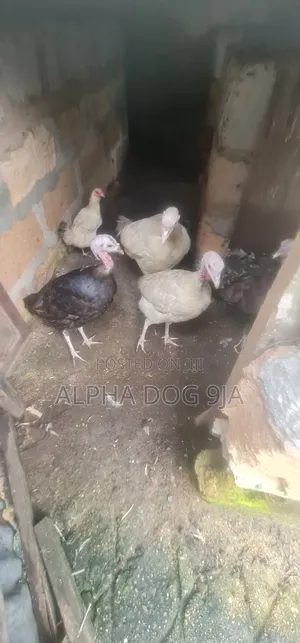 Turkey Available
