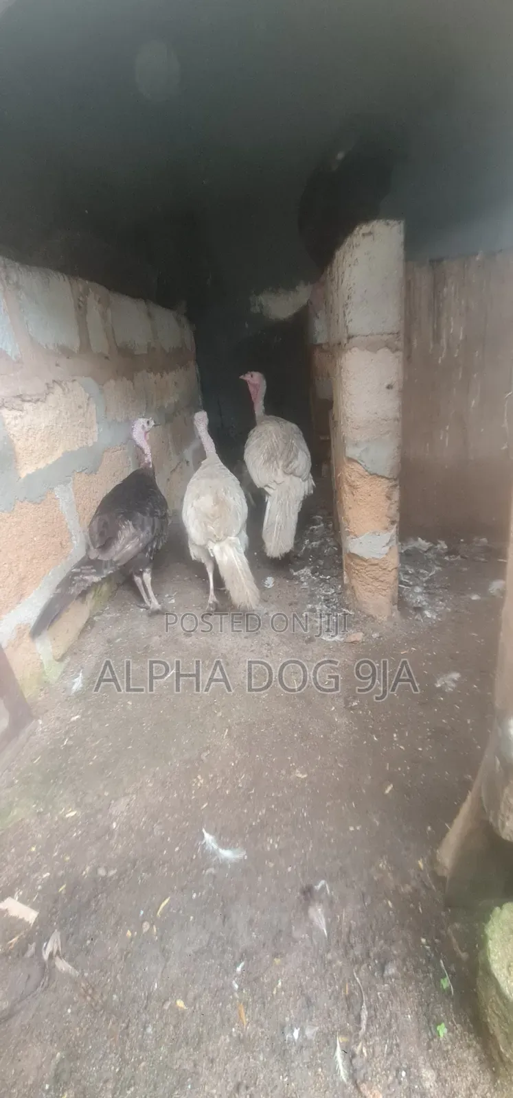 Turkey Available